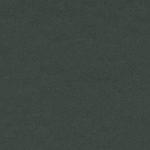 Conifer
