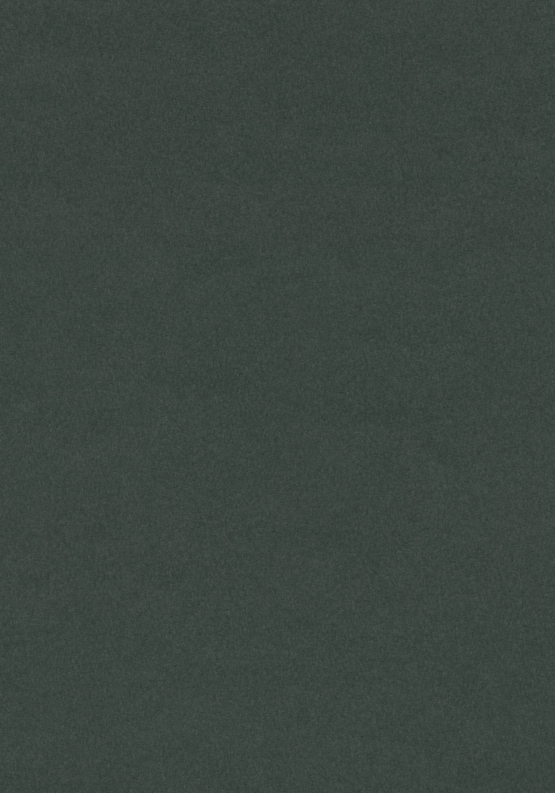 Conifer